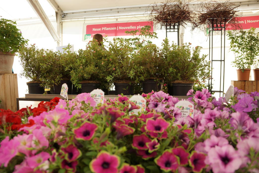 schaufenster_neue_pflanzen-1044-1.50.jpg schaufenster_neue_pflanzen-1044-1.50.jpg